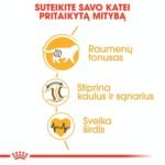 ROYAL CANIN British Shorthair sausas pašaras katėms