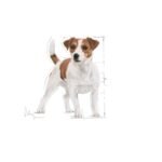 ROYAL CANIN Mini Adult sausas pašaras šunims 8kg