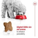 ROYAL CANIN Mini Adult sausas pašaras šunims 8kg