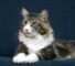 maine coon cat