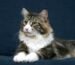 maine coon cat