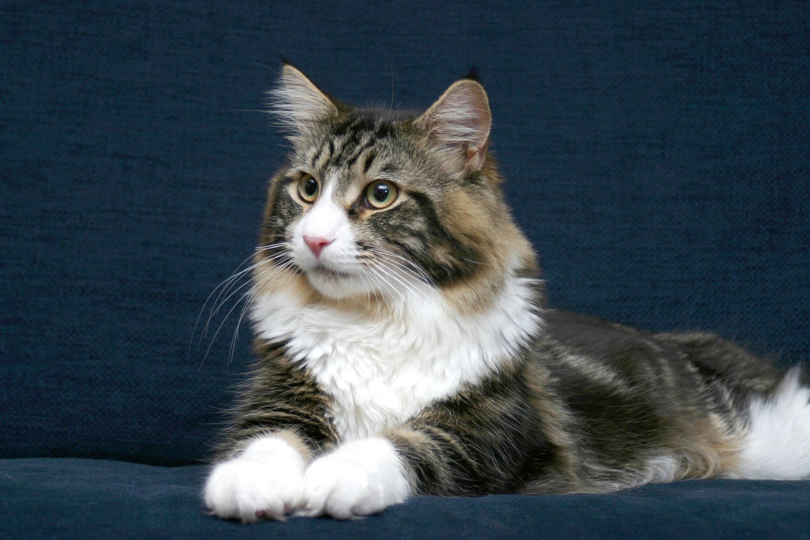 maine coon cat
