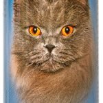 Bio Groom Silky Cat šampūnas katėms