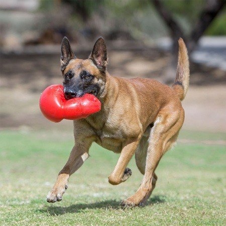 KONG Bounzer žaislas šunims, m