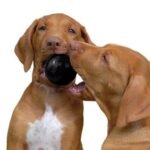 KONG Extreme Ball labai tvirtas kamuolys S