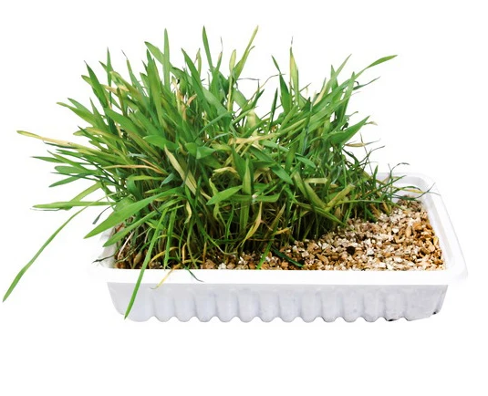 TRIXIE NATŪRALI ŽOLĖ KATĖMS INDELYJE 100g