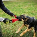 Žaislas šuniui treniravimo pelė įvairių spalvų, 2 kilpos